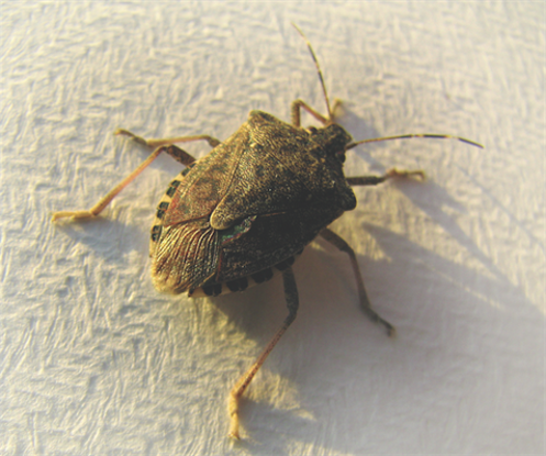Stink Bug Control