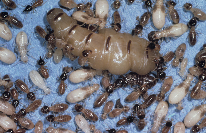 conehead termite queen and king