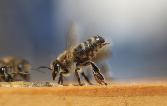 Bee Stinger
