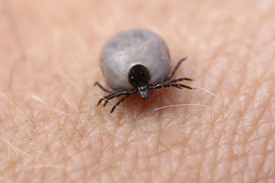 Medium Tick on Skin