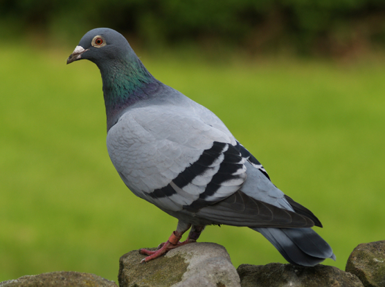 Pigeon on rock