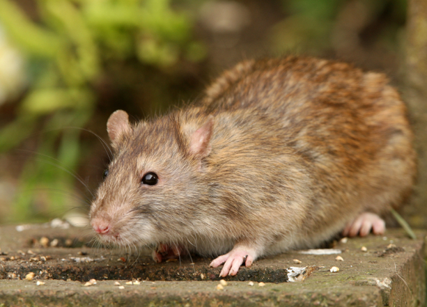 Rat on cement