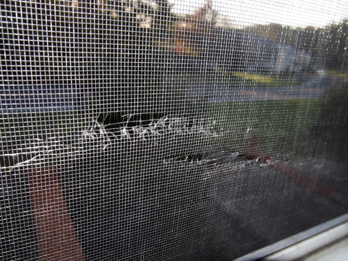 Tear in Window Screen