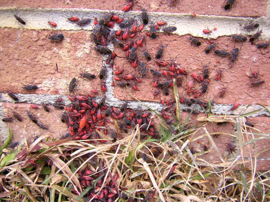 Boxelder Bug Swarm