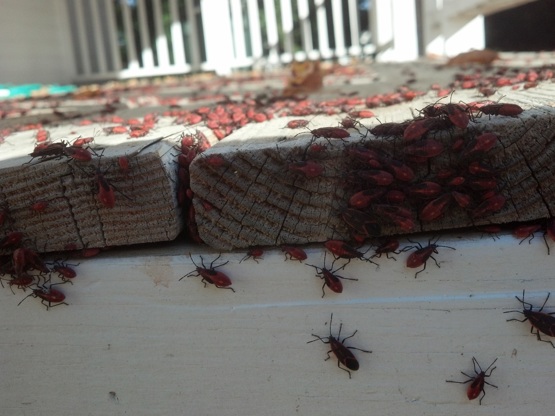 Boxelder Bugs on Building