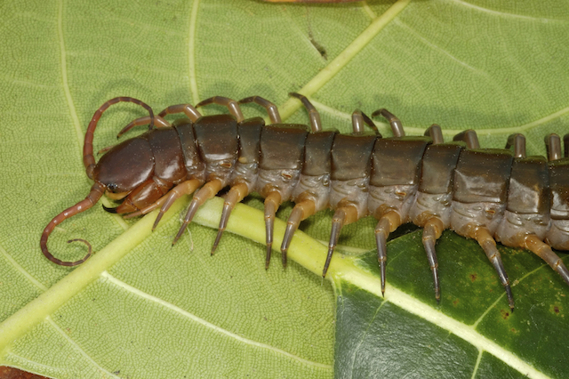 House Centipede
