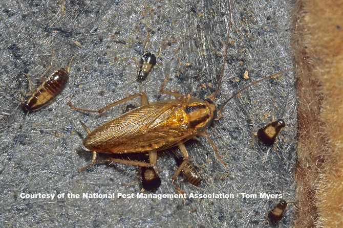 German cockroach