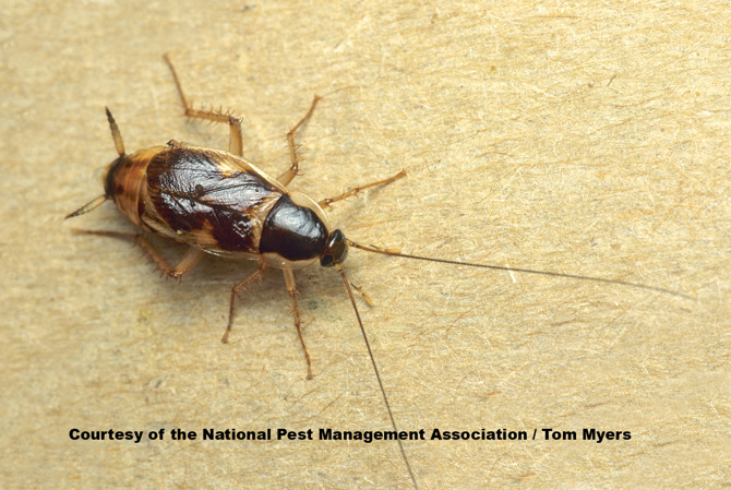 Brownbanded Cockroach