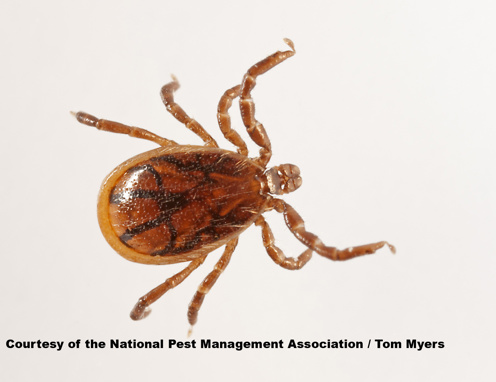 Deer Tick 