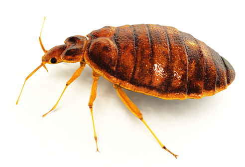 Bed Bug Macro
