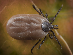 brown dog tick on leaf