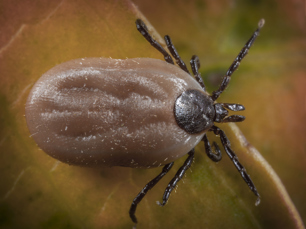 brown dog tick