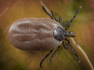 Closeup of brown dog tick