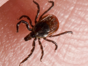 blacklegged tick on hand