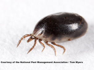 blacklegged tick