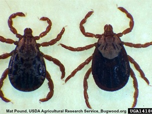 rocky mountain wood ticks
