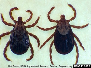rocky mountain wood ticks