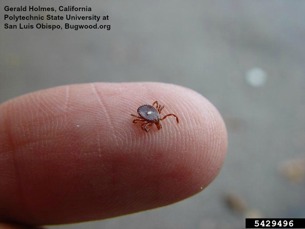 Lone Star Tick shown to scale on a finger