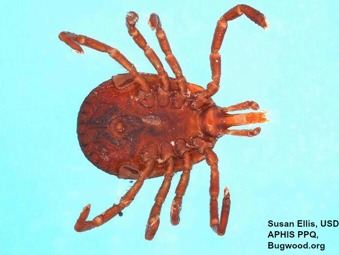 lone star ticks