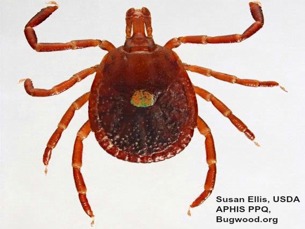 lone star tick