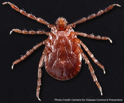 Closeup of Asian Longhorned Tick