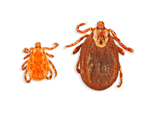 american dog tick