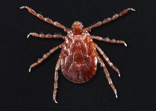 asian longhorned tick